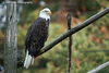 Bird Bald-Eagle